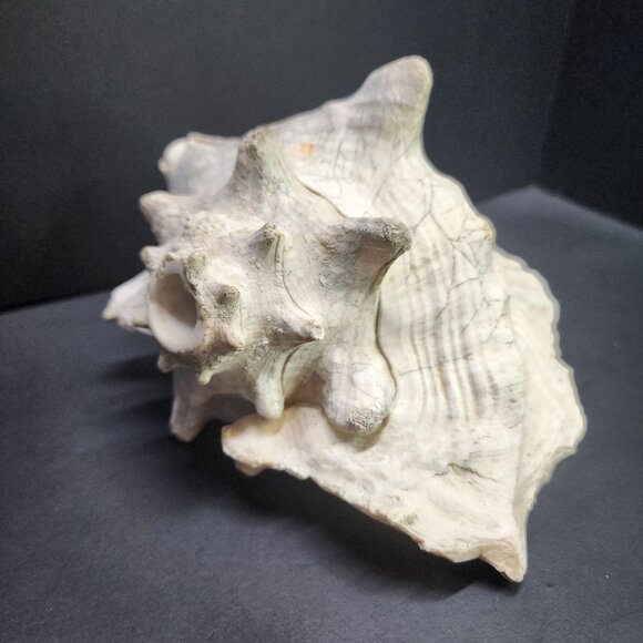 Queen Conch Shell Pink Large 7'' Decorative Seashell Nautical Display - Picture 2 of 11